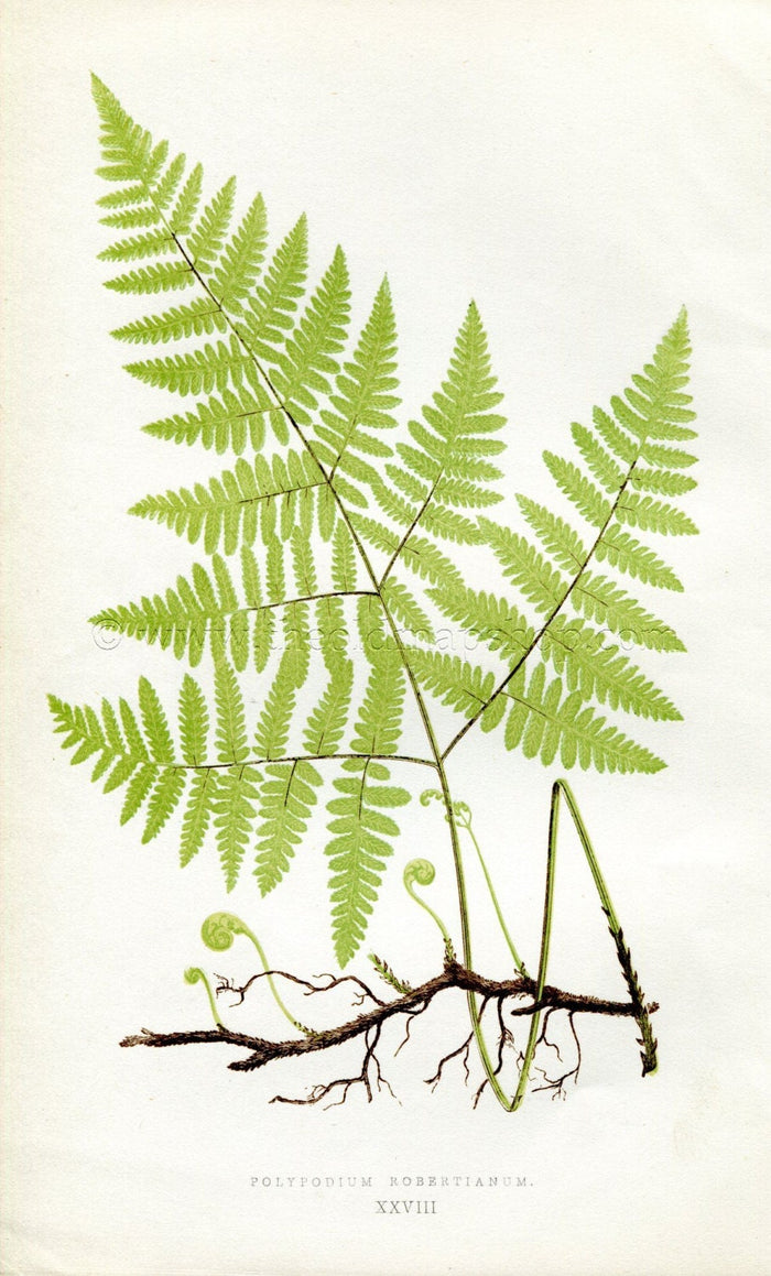 Edward Joseph Lowe Fern (Polypodium Robertianum) Antique Botanical Print 1856
