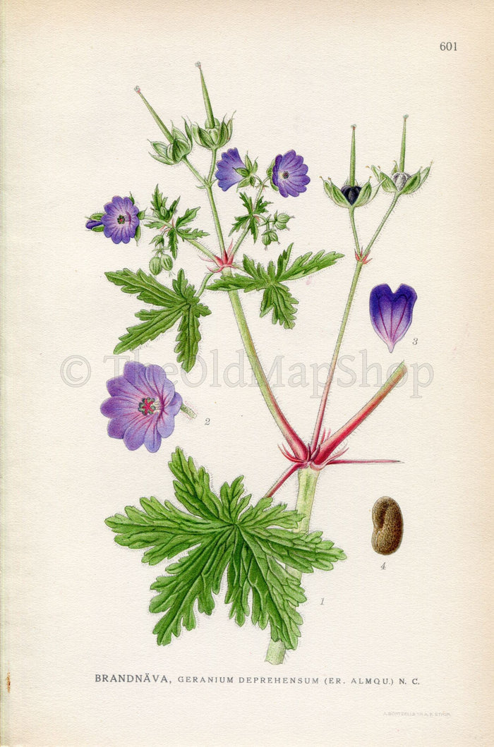 1926 (Geranium deprehensum) Vintage Antique Print By Lindman Botanical Flower Book Plate 601, Green