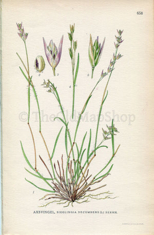 Stock photo of Mosiac of Cross leaved heath (Erica tetralix), Ling