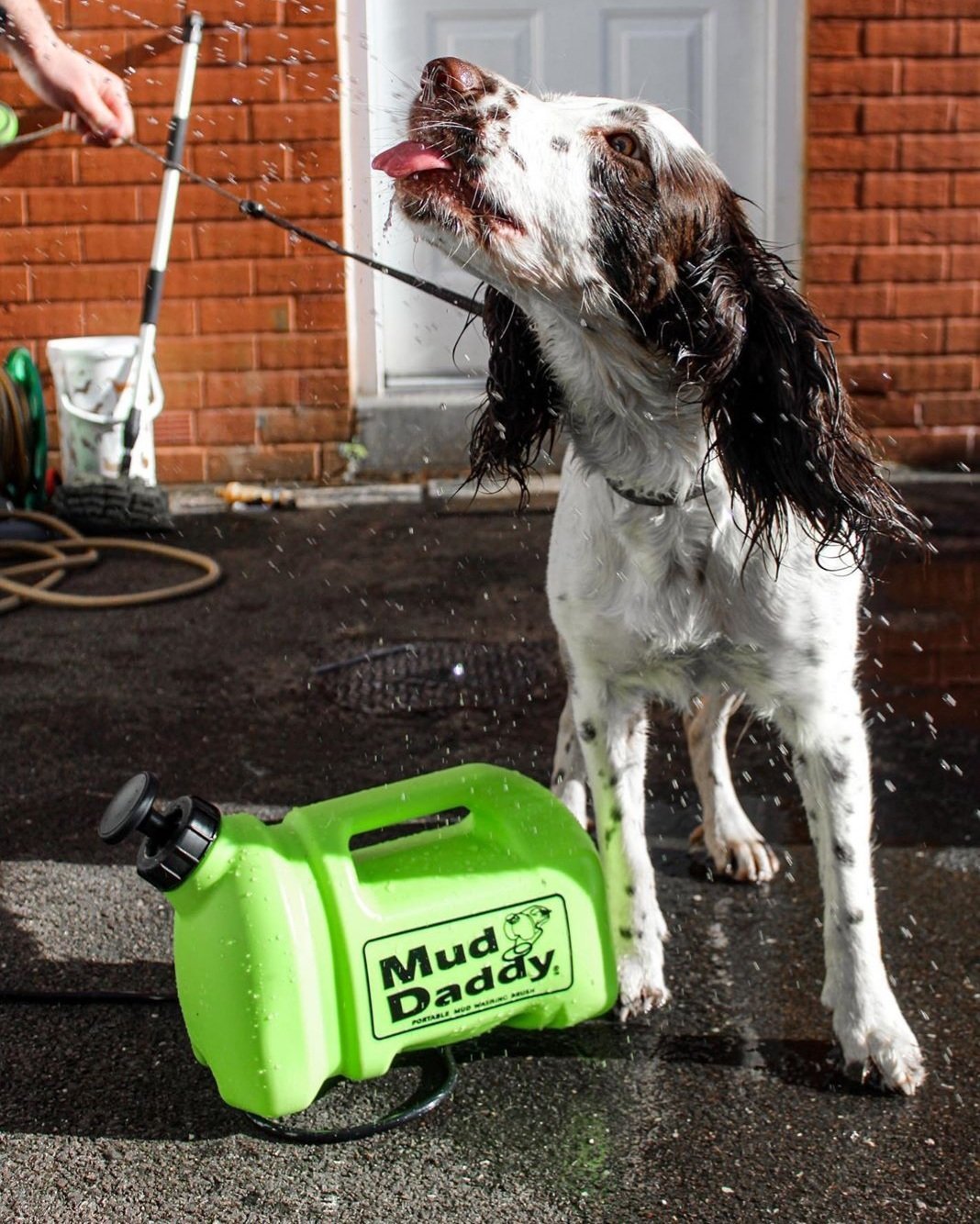 how-to-keep-your-dog-cool-in-hot-weather-muddaddy-co-uk