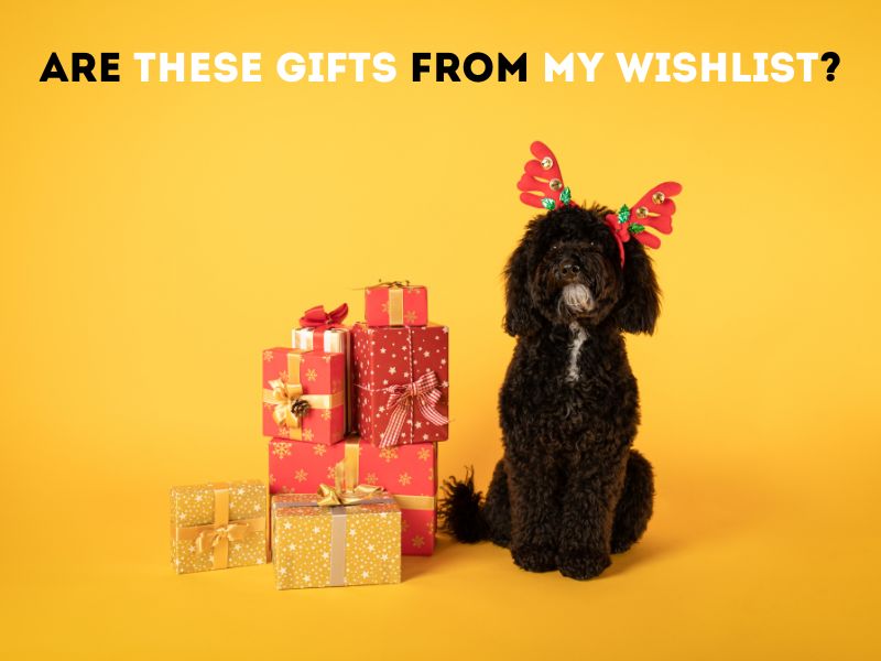 Christmas Gift Ideas for Your Dog