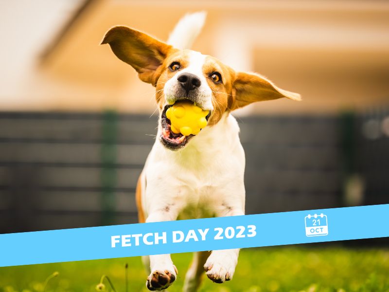 Celebrating Fetch Day with Your Furry Mate