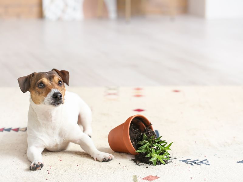 Foster Good Behaviour in Your Puppy