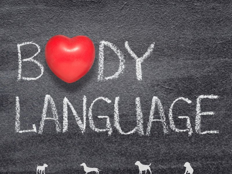 Understanding Dog Body Language