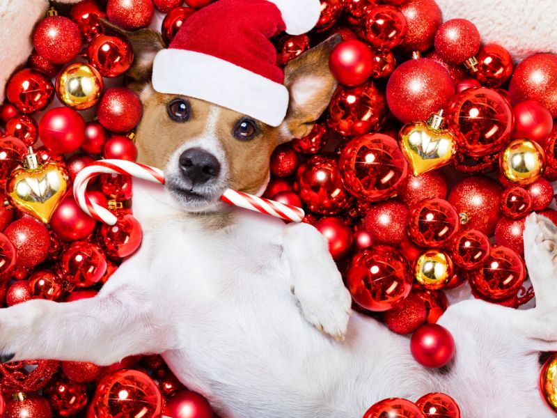 Keep Your Dog Stress-Free During Christmas
