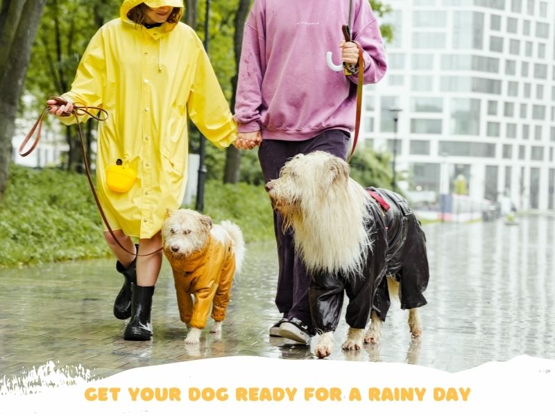 Get Your Dog Ready For a Rainy Day