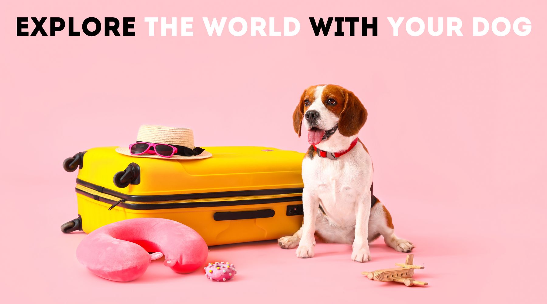 Explore the World with your Dog