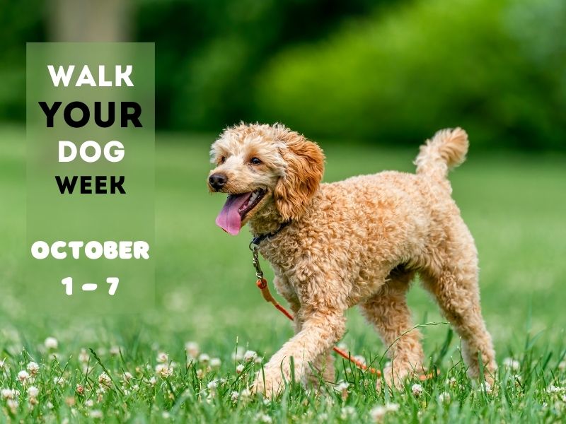 Walk Your Dog Week