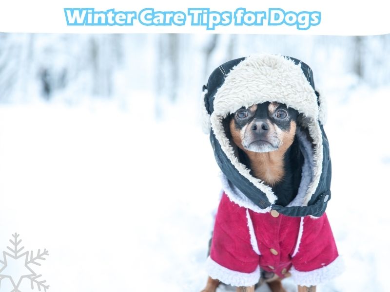 Winter Care Tips For Dog