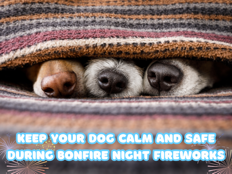 Keep Your Dog Calm and Safe During Bonfire Night Fireworks