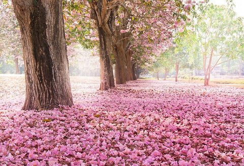 Scenic Backdrops Flower Backdrops Trees Parks Woodland Backdrops HJ04111