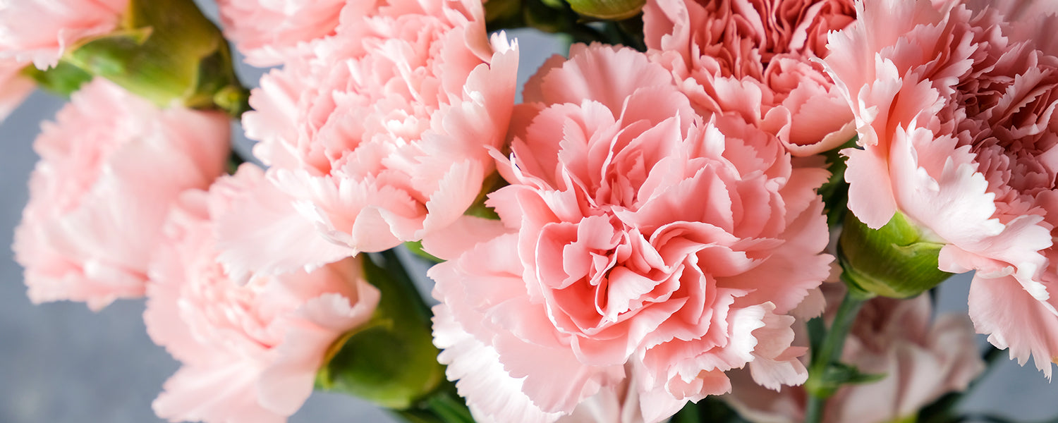 Carnation For Mother's Day