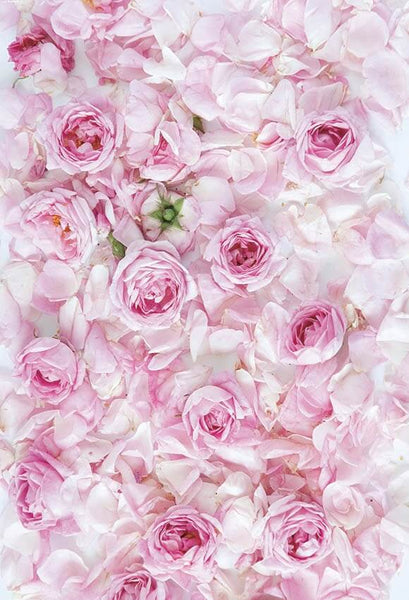 Pink Rose Flower Photography Background For Girls GY-117 – iBACKDROP