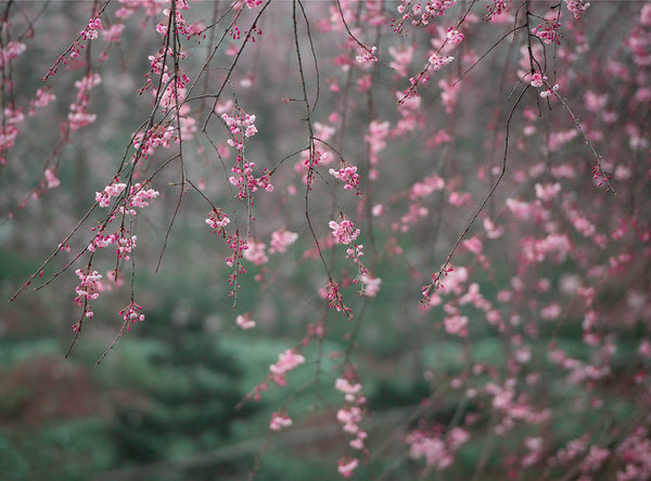 Pink Cherry Blossoms Background For Photography IBD-24527 – iBACKDROP