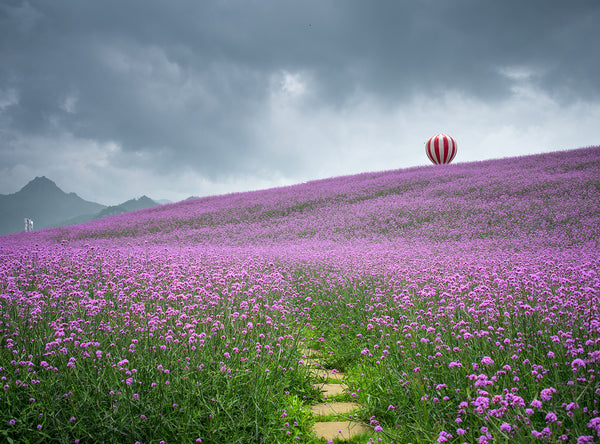 Purple Flower Backdrop For Photography IBD-24556 – iBACKDROP