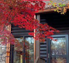 house with fall leaves