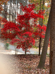 Japanese maple in fall foliage