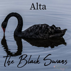 Black Swan illustration