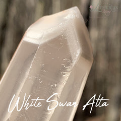 White Swan Alta