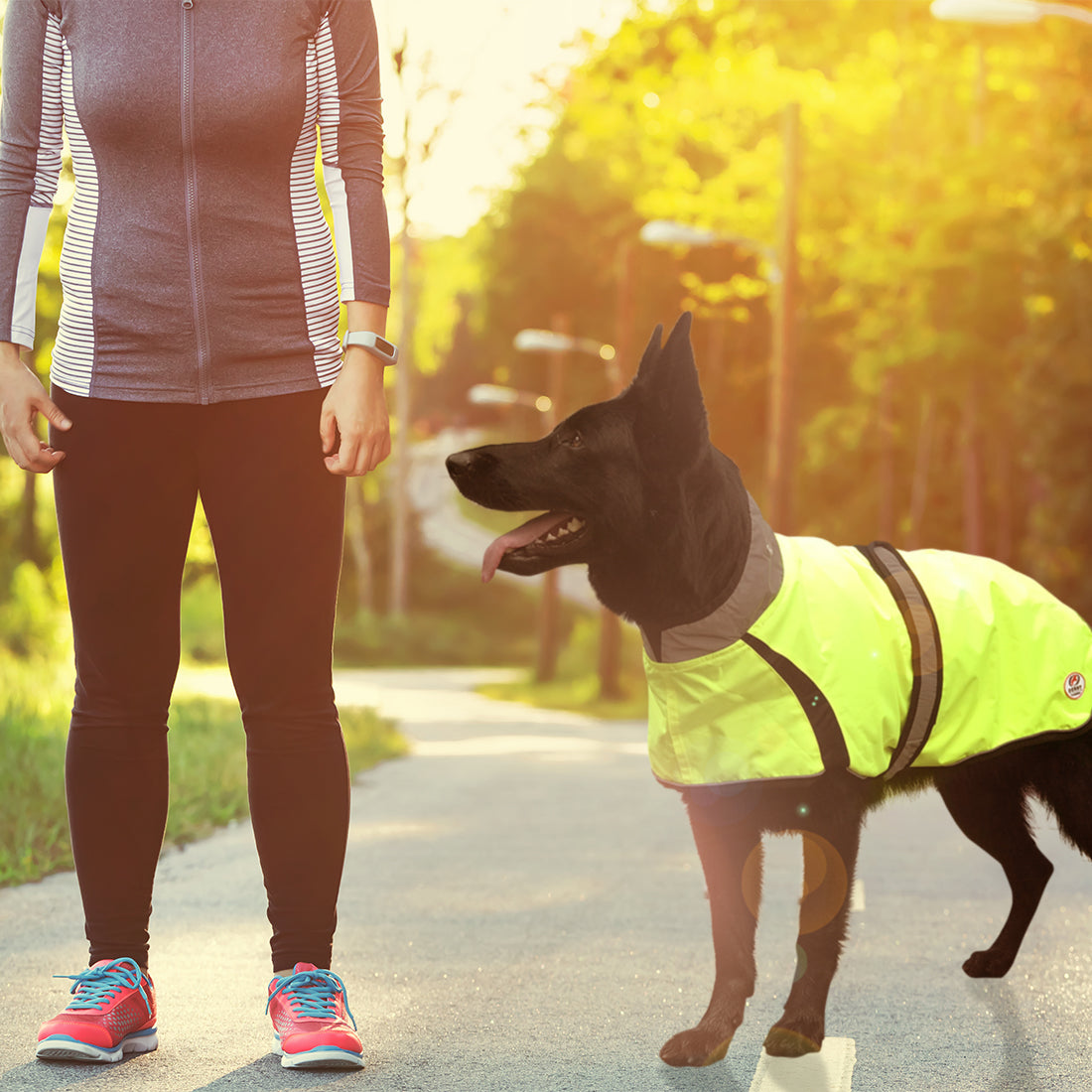 light up dog jacket