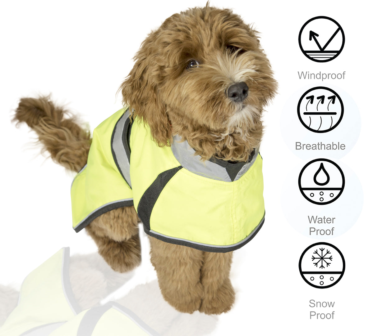 light up dog jacket