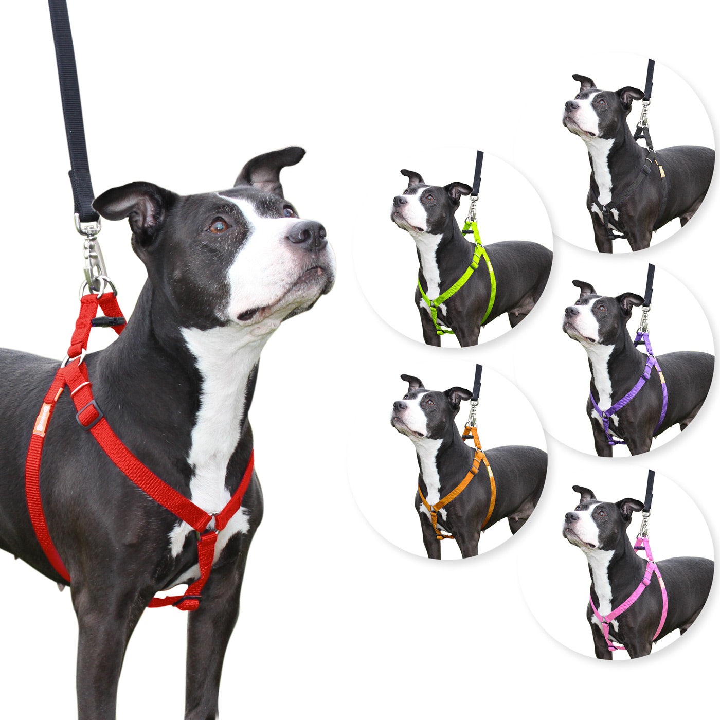 what is a step in dog harness