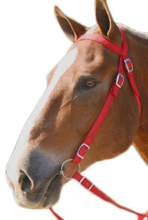 nylon horse tack