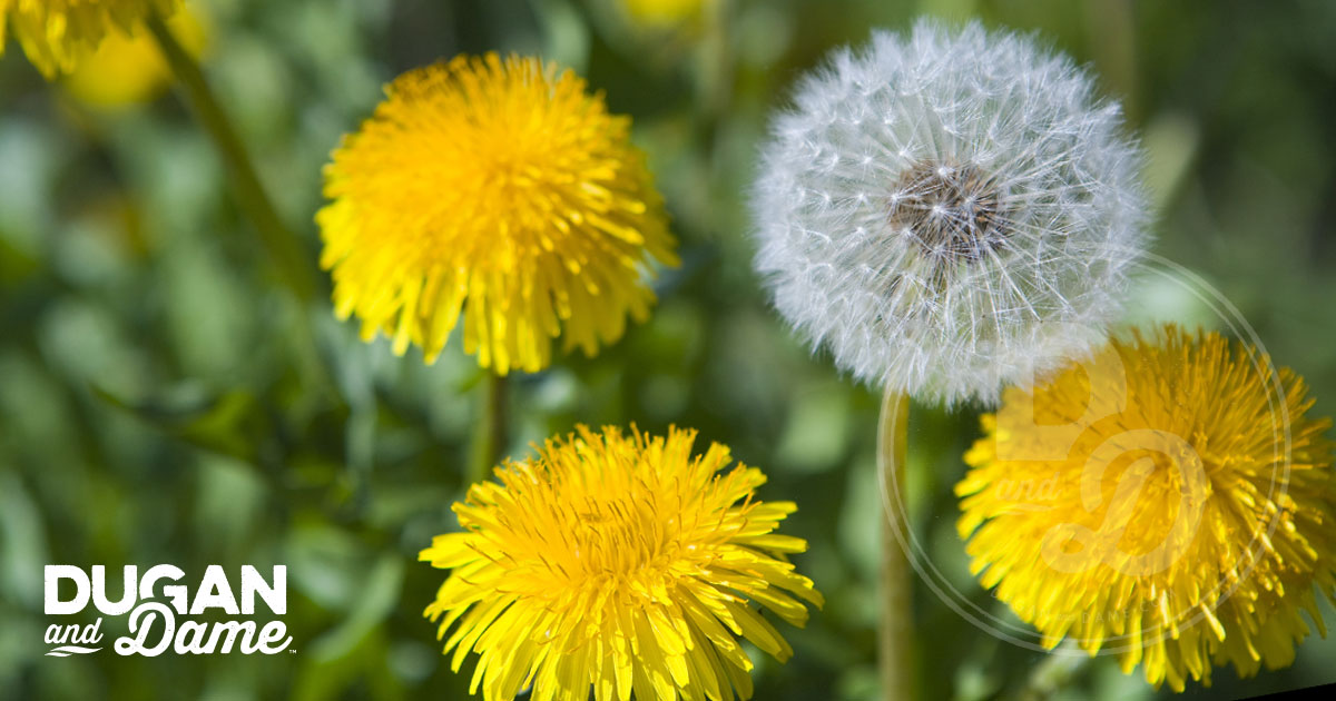 Dugan & Dame Plant Spotlight: Dandelion