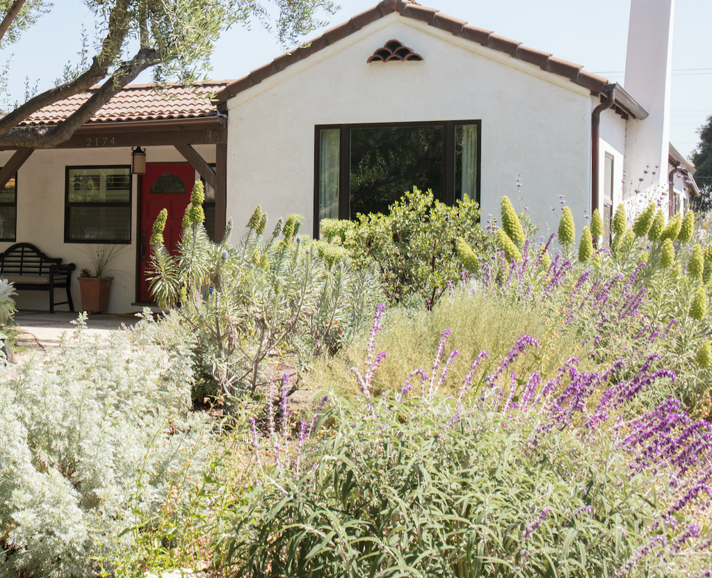 here-s-how-to-get-cash-rebates-for-your-lawn-replacement-in-sacramento