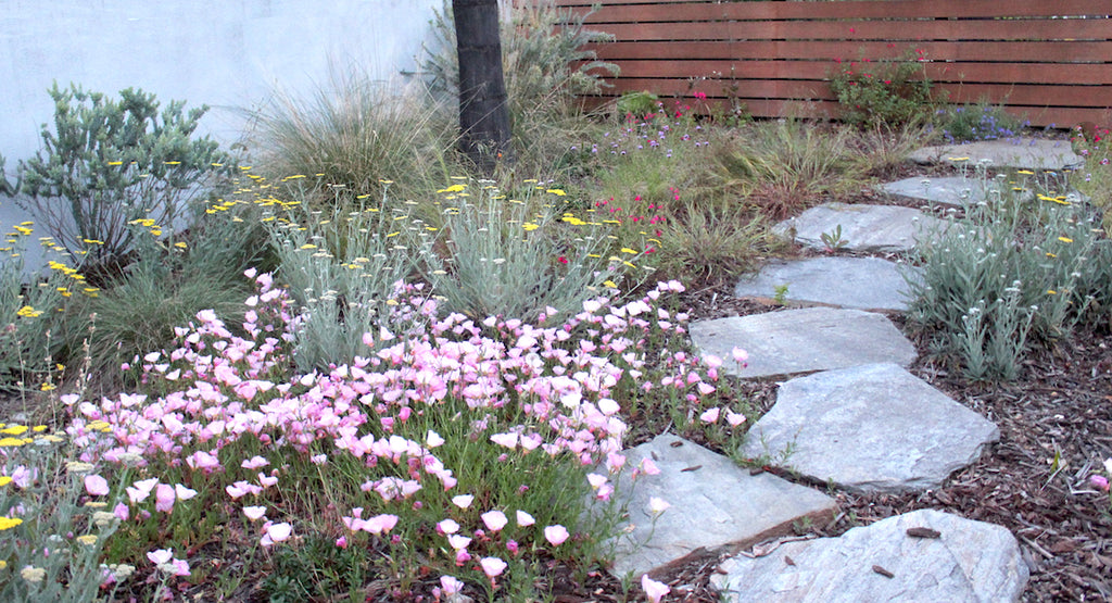 Lawn Replacing Landscaping package qualifying for turf rebate native wildflowers