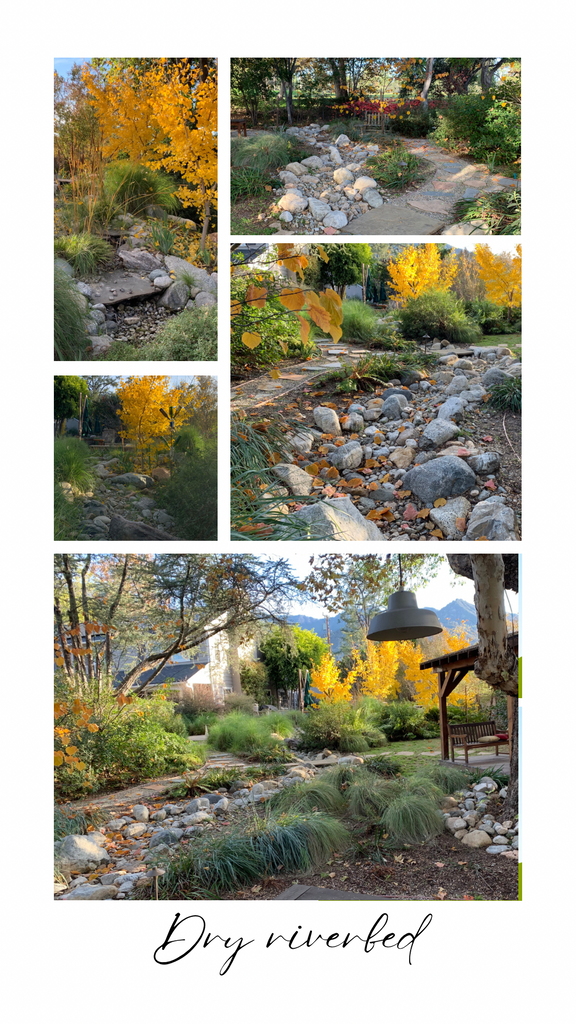 Drought friendly dry streambed in Southern California with native ornamental grasses and gingko biloba trees