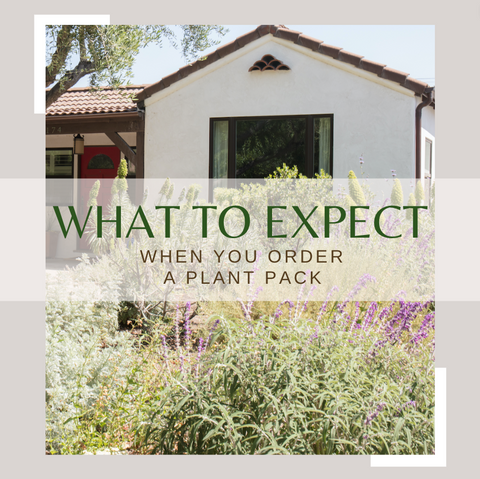 what to expect when you order a drought-tolerant plant pack from california wild gardens