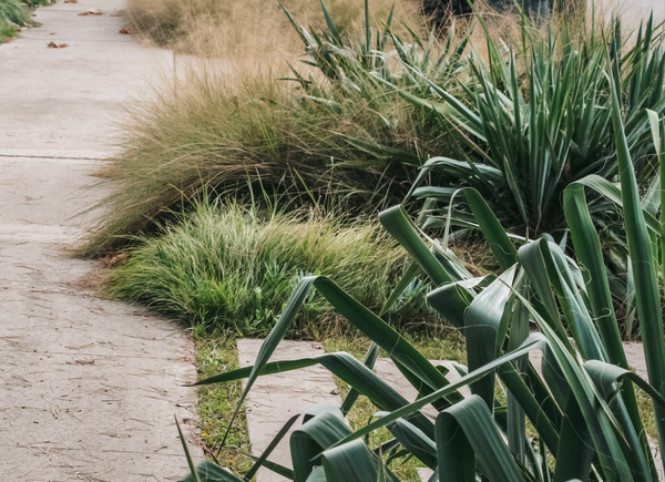 Contemporary california landscape design ornamental grass cheat sheet