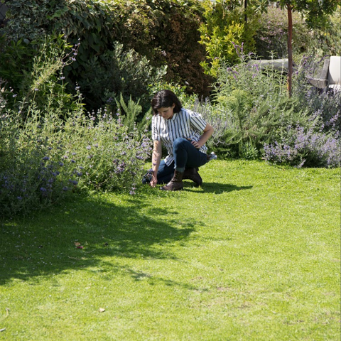 California's greatest lawn alternative is here. now.