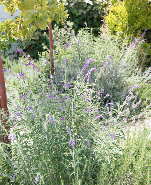 Great easy-care drought tolerant landscaping plants for California yards