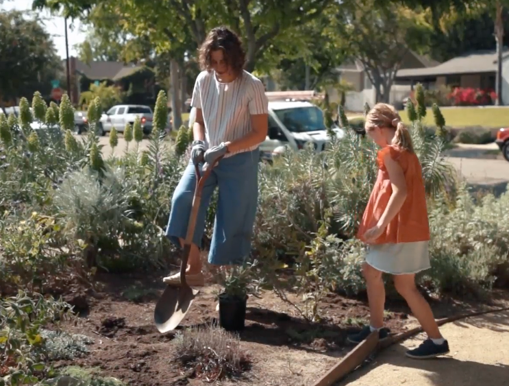 Planting native and drought tolerant plants in California