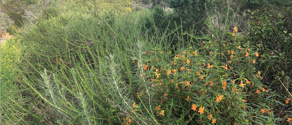 California native grasses