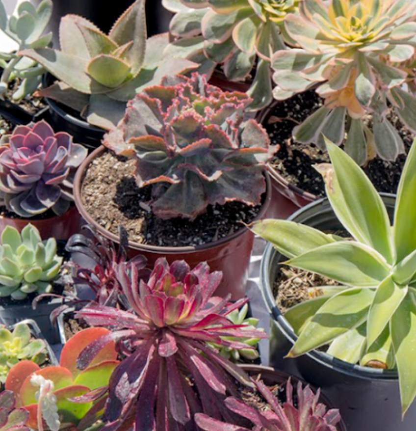 Best succulents for shade garden California