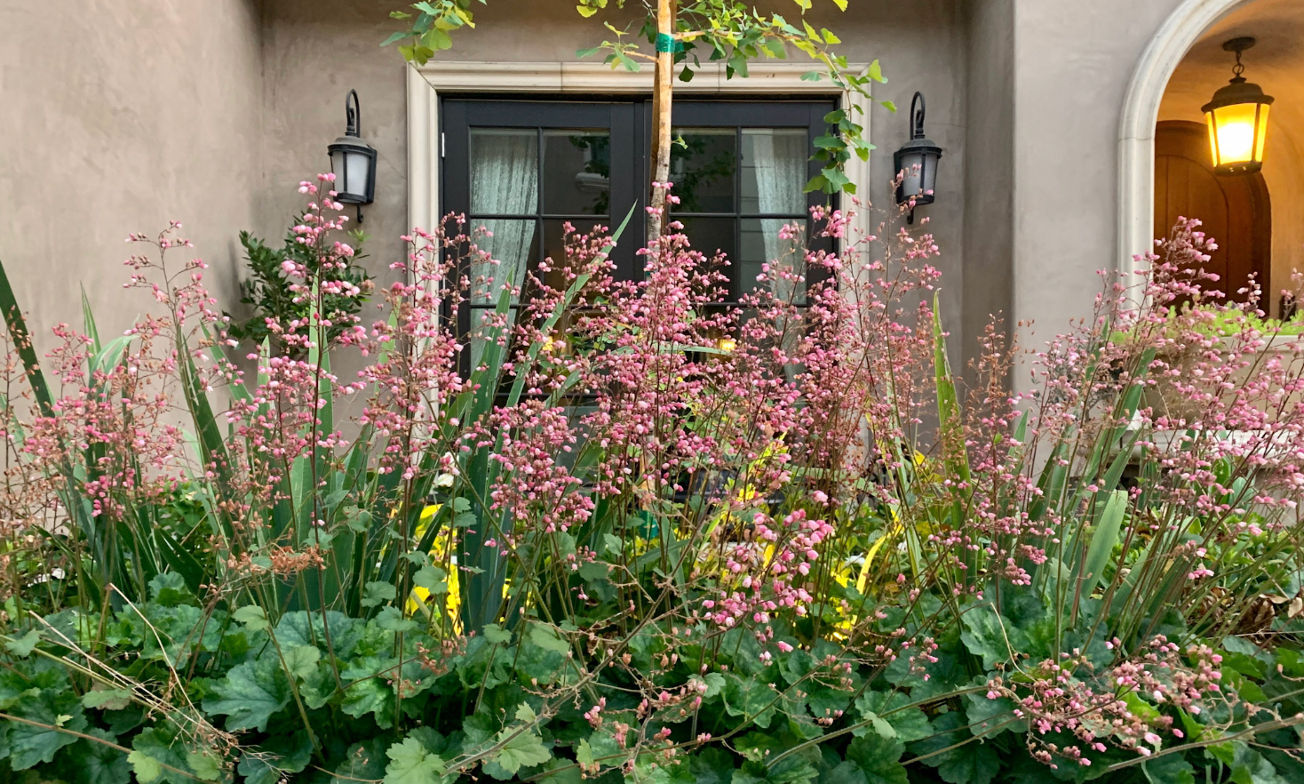 best california native plants for part shade gardens