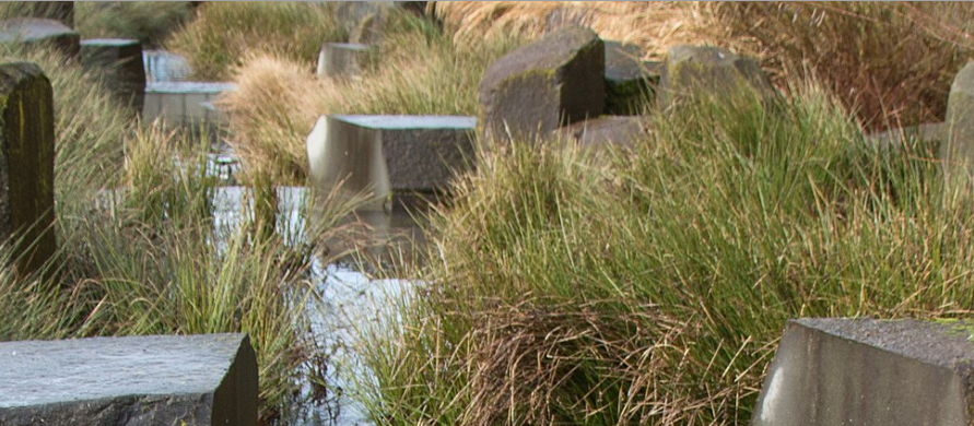 image of modern grass lined rain garden. Seasonal pond in California