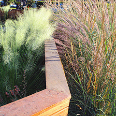 California Ornamental Grasses Buy Plants Online