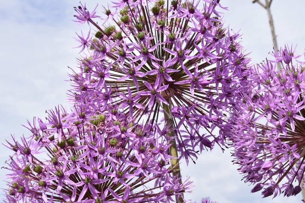 Go pesticide free - grow these flowers for attracting predatory insects to the garden - allium