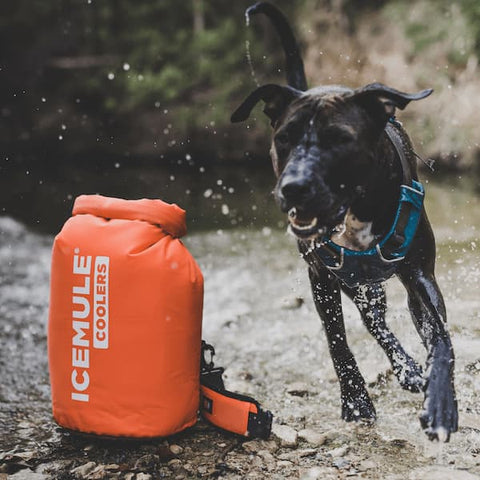 dog with orange icemule