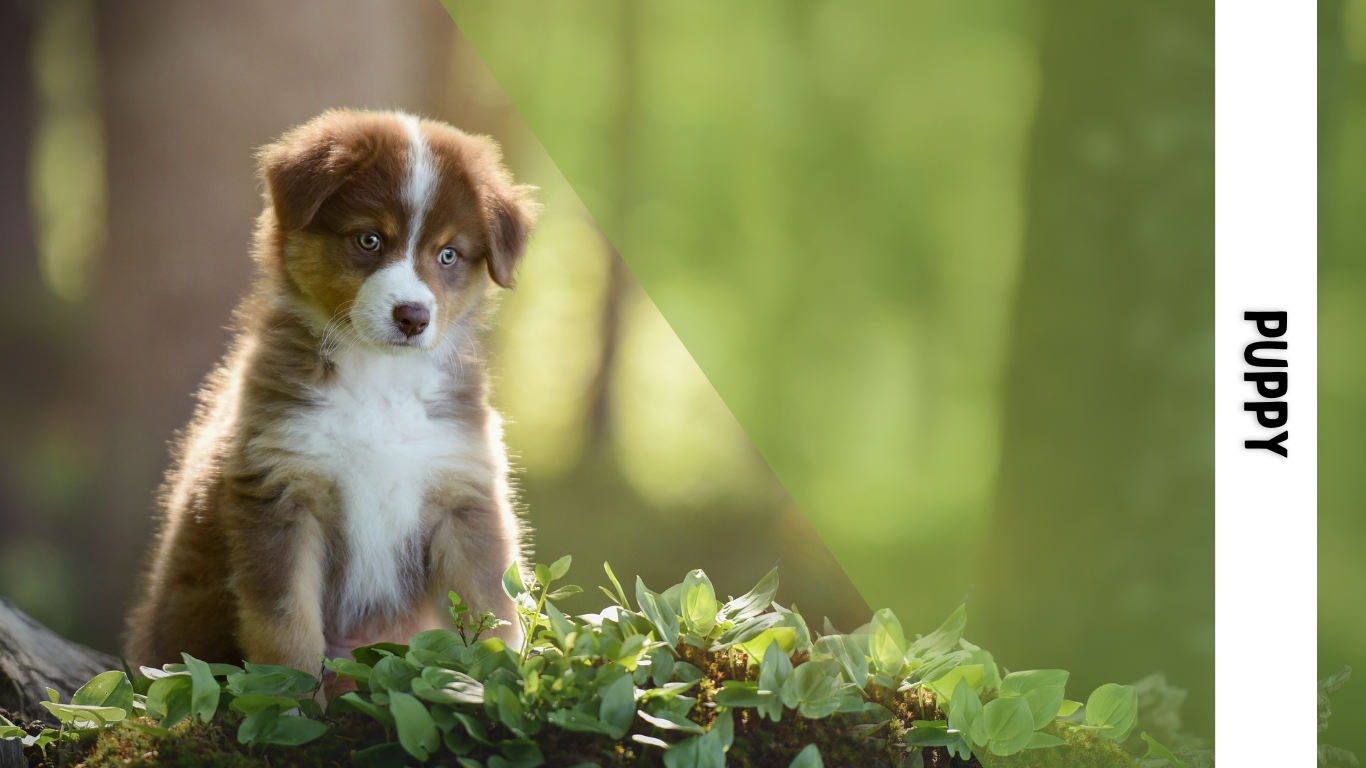 puppy food natural new zealand made northland petfood