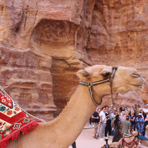 A Grumpy Camel Awaits Another Embarrassing Tourist at Petra, Jordan (LEO Design)