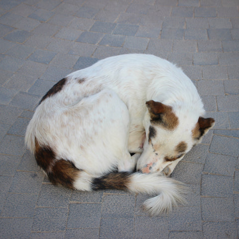 This Petra Pup Knows How to Avoid the Heat, Dust and Tourists (LEO Design)