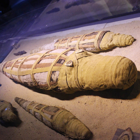 Mummified Crocodiles at the Crocodile Museum, Kom Ombo, Egypt (LEO Design)