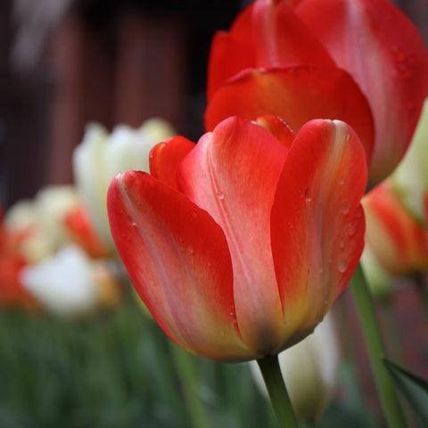 Backyard Tulips in Pittsburgh (LEO Design)