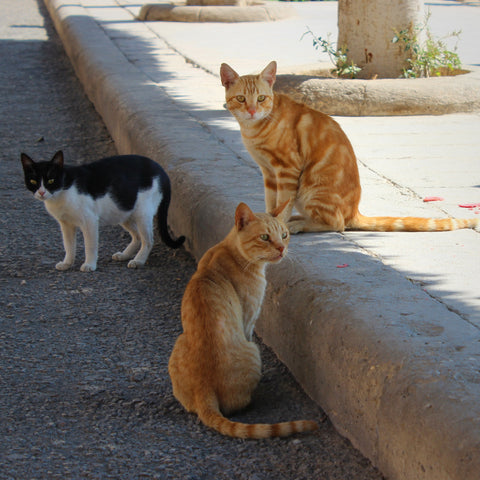 Cats in the Citadel Complex in Cairo, Egypt (LEO Design)