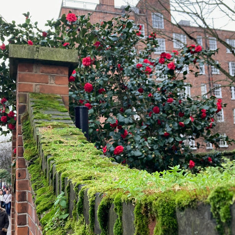 A Moss-Covered Garden Wall and Roses in Notting Hill, London (LEO Design)
